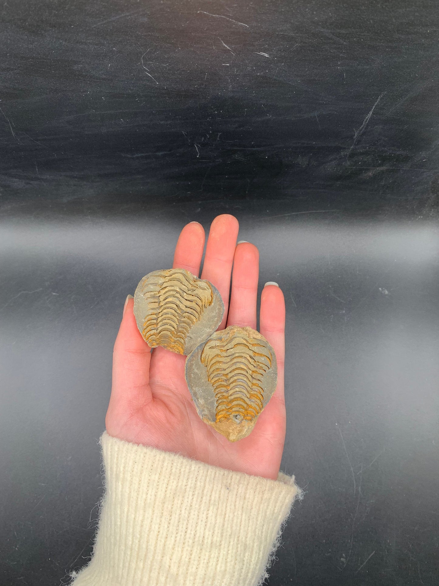 Trilobite in Nodule