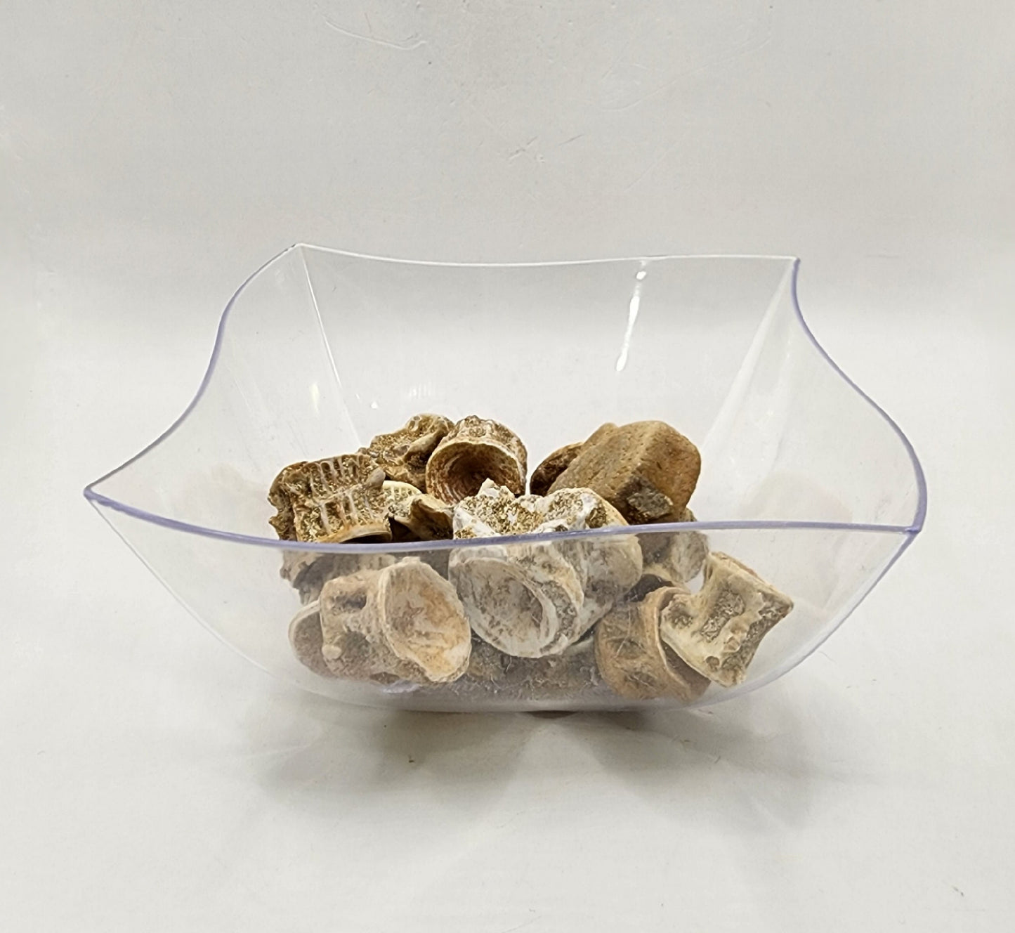 Fun Fossil Fish Vertebrae