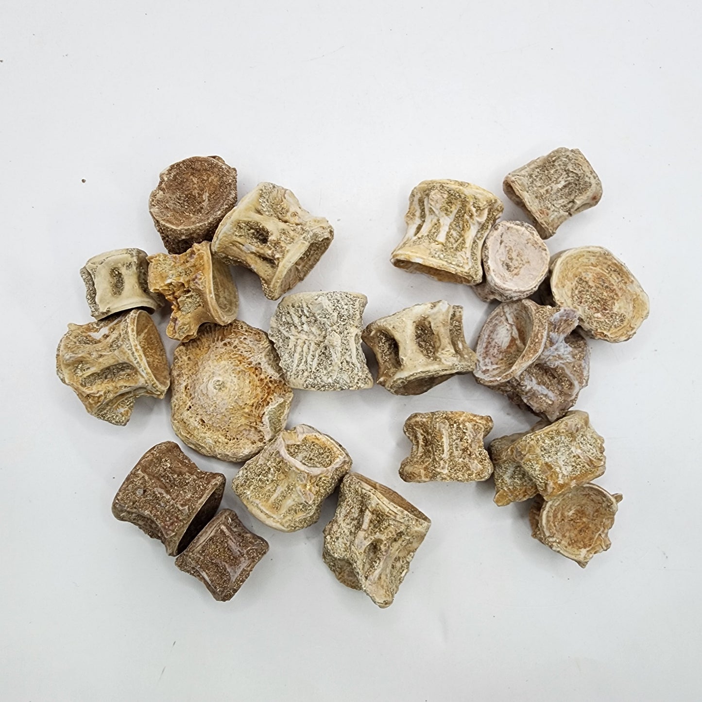 Fun Fossil Fish Vertebrae