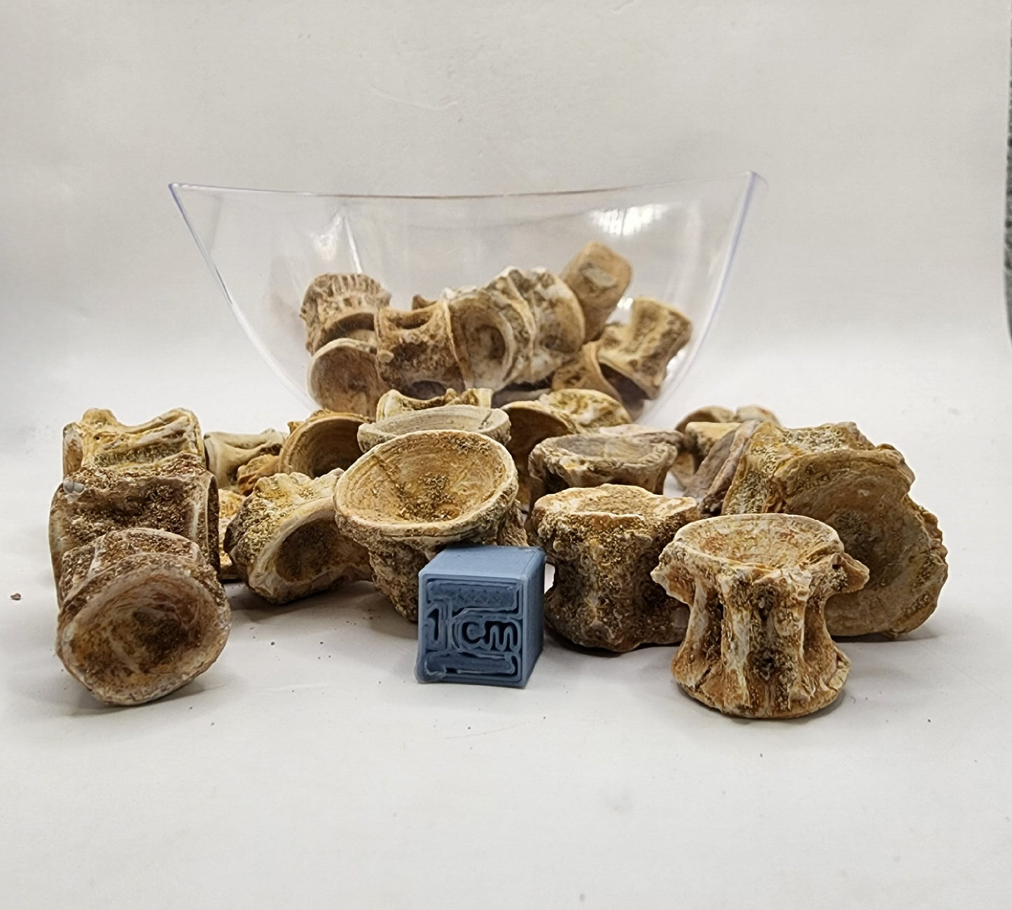 Fun Fossil Fish Vertebrae