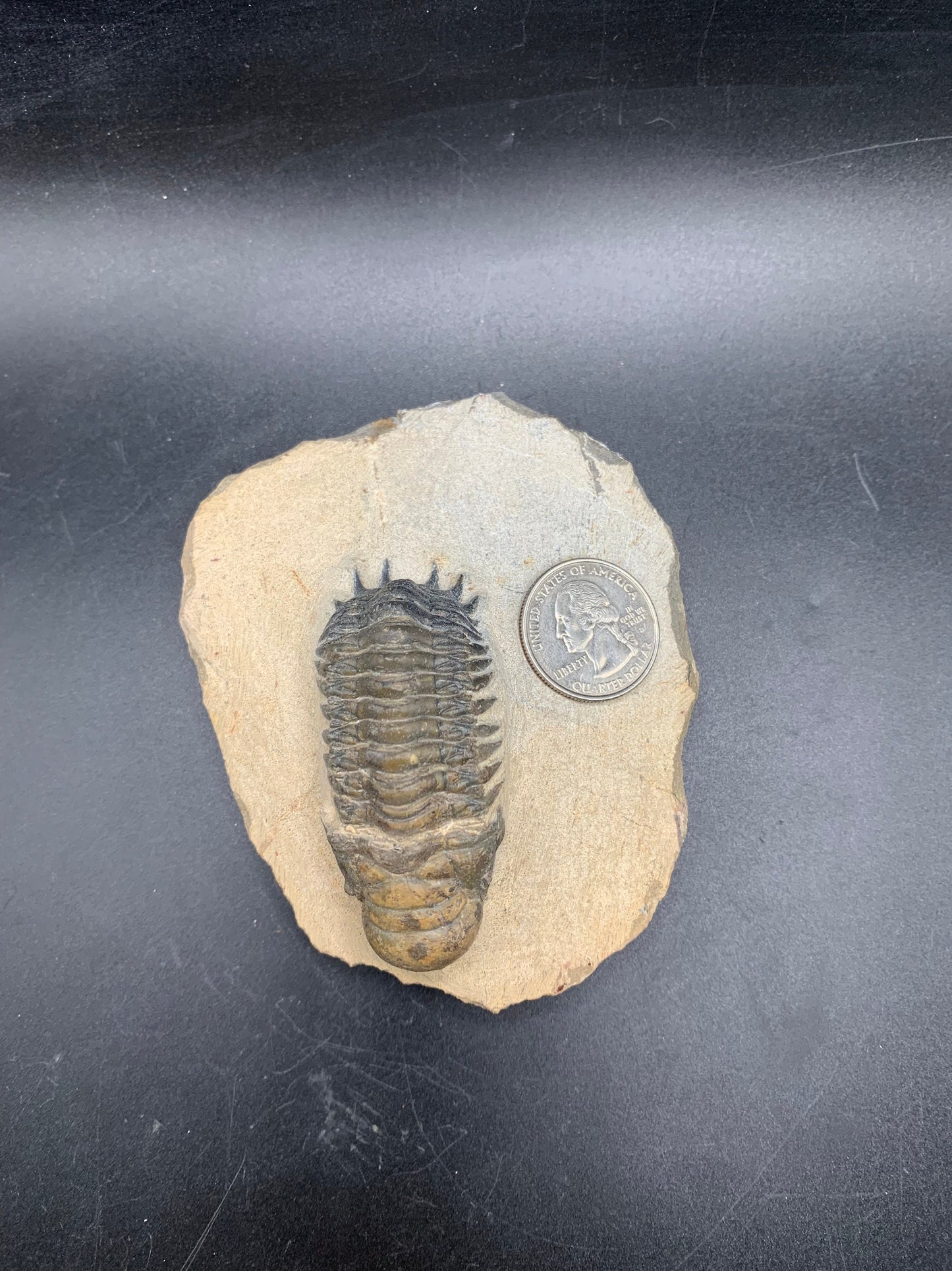 Trilobite Crotalocephalina 2.5"