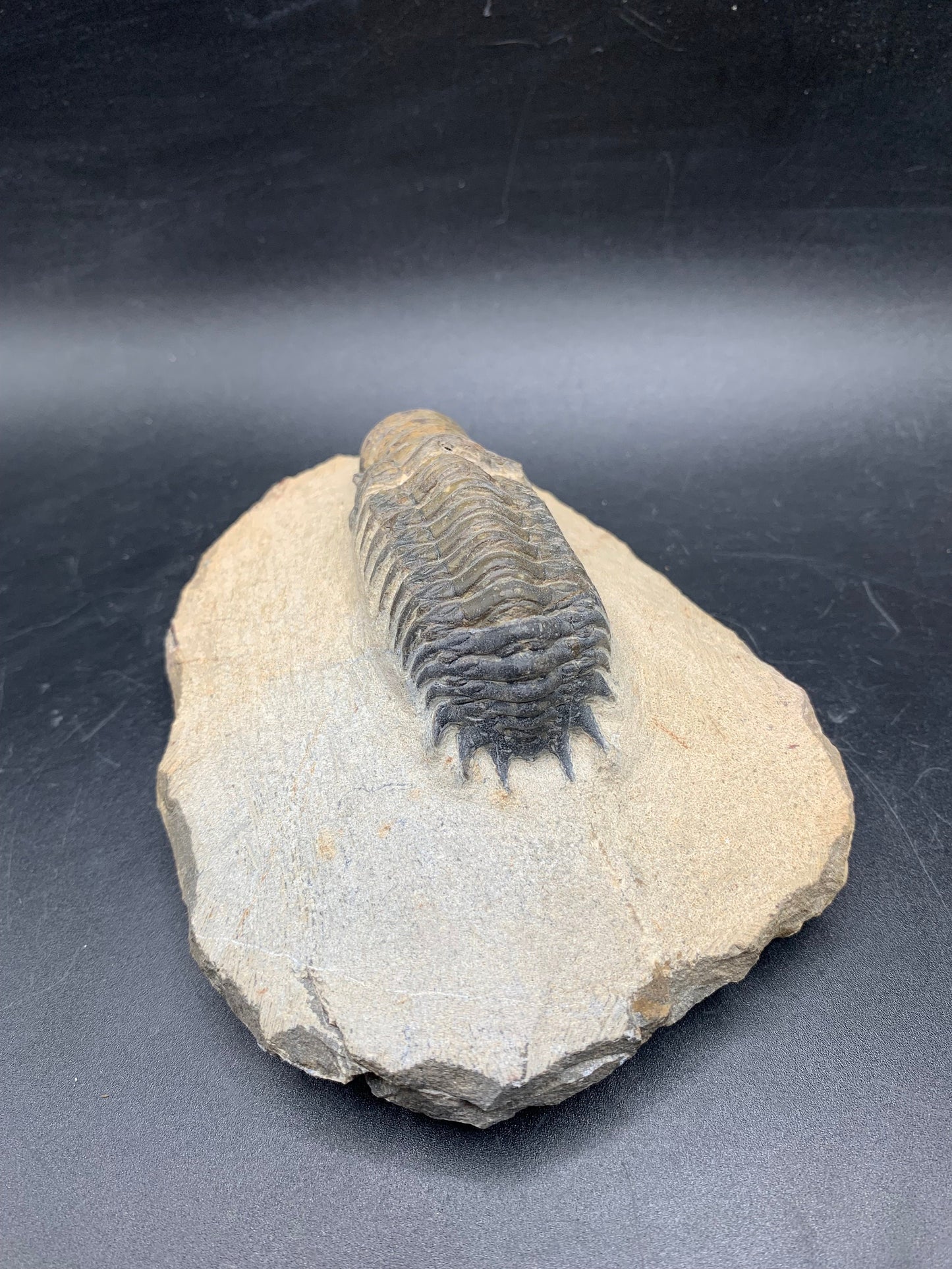 Trilobite Crotalocephalina 2.5"