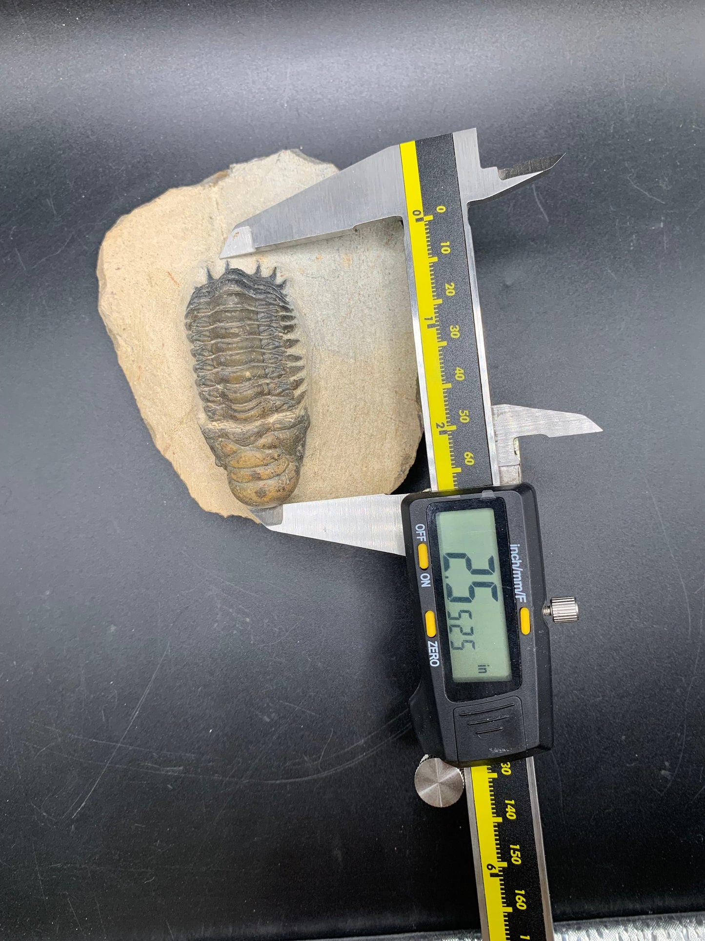 Trilobite Crotalocephalina 2.5"
