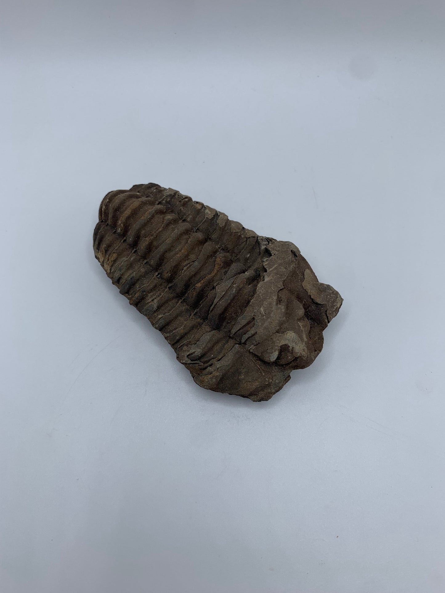 Flexicalymene Trilobite 3.1"