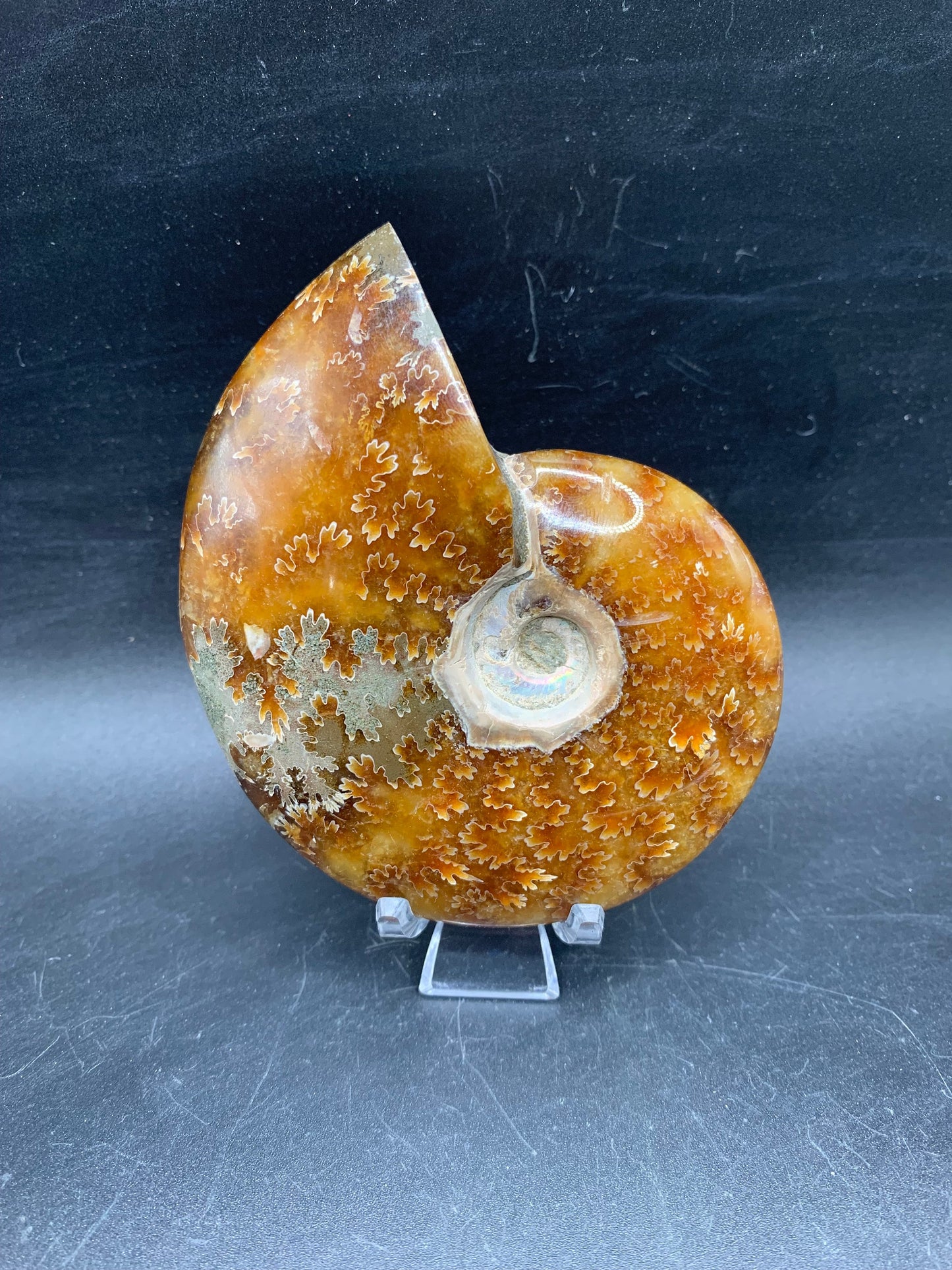 Whole Ammonite Fossil