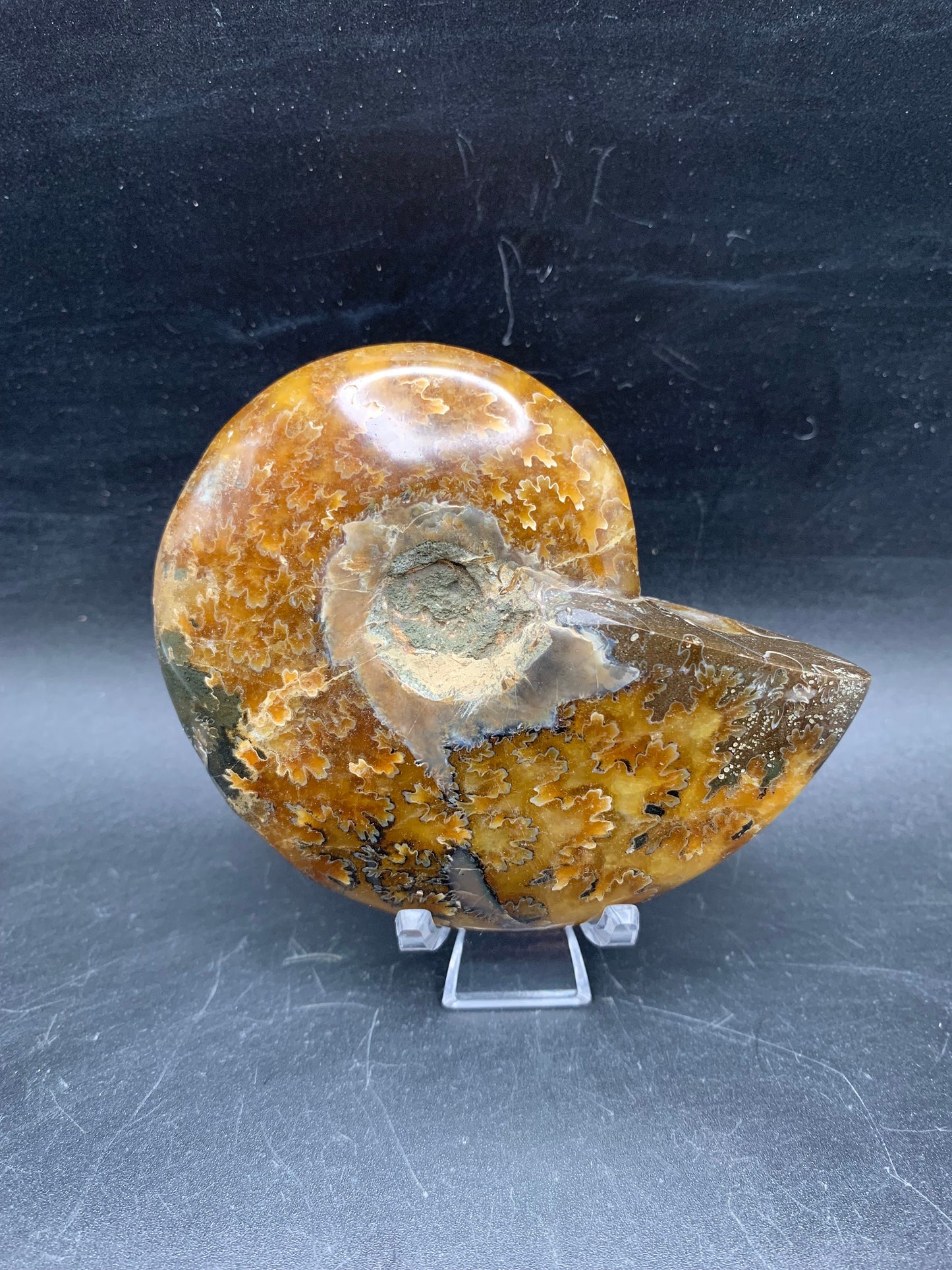 Whole Ammonite Fossil