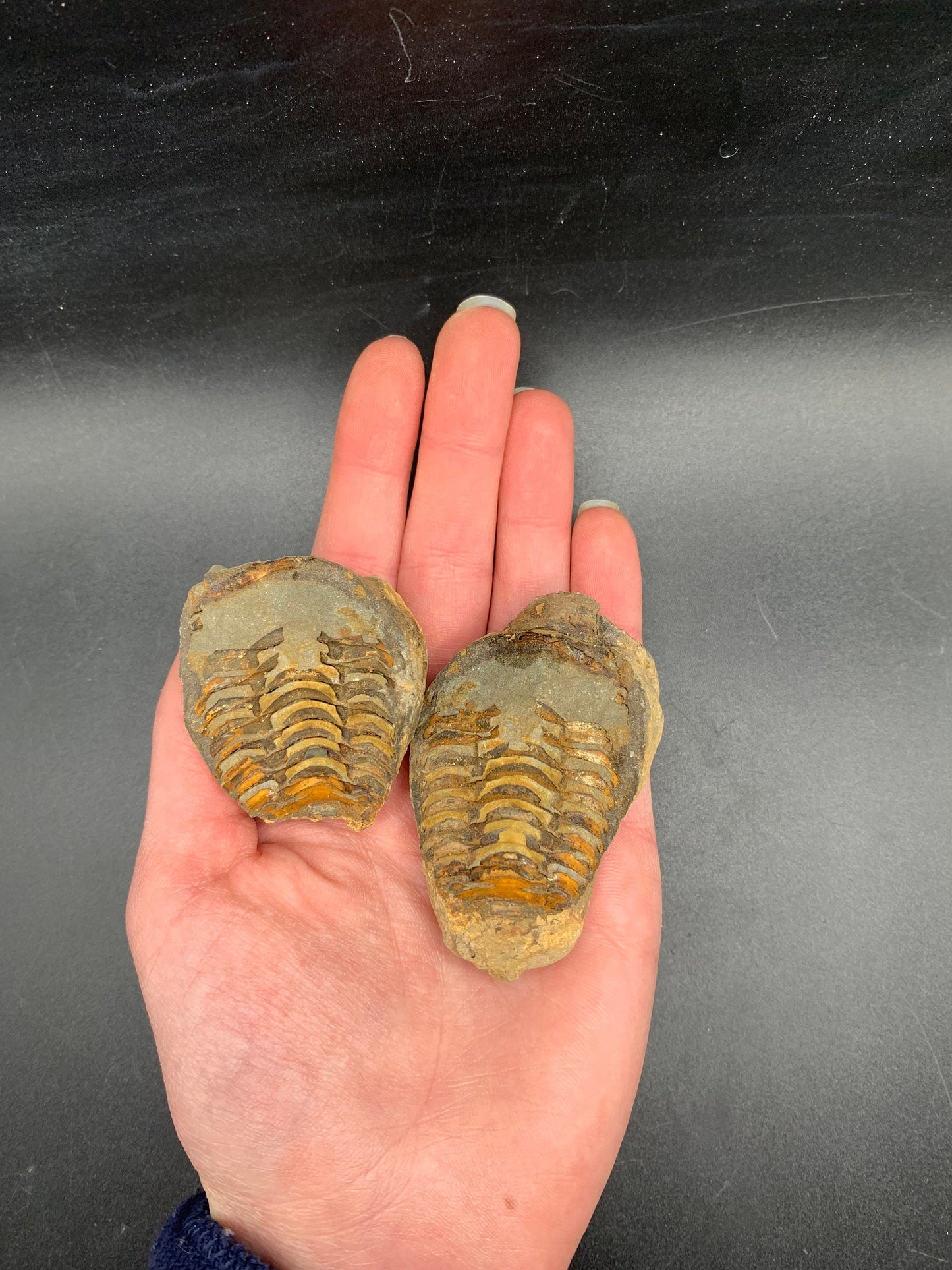 Trilobite Nodule (Flexicalymene)