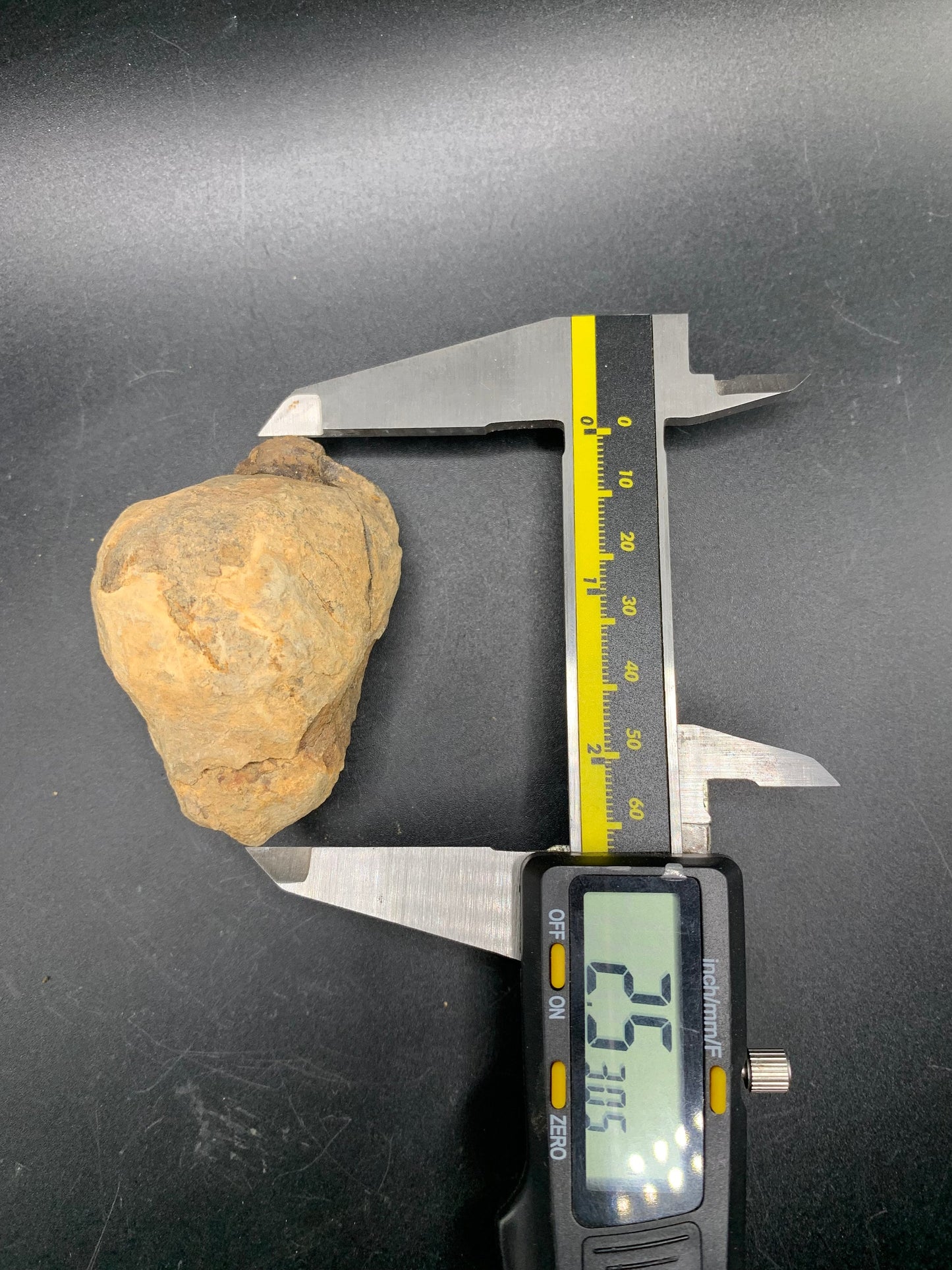Trilobite Nodule (Flexicalymene)