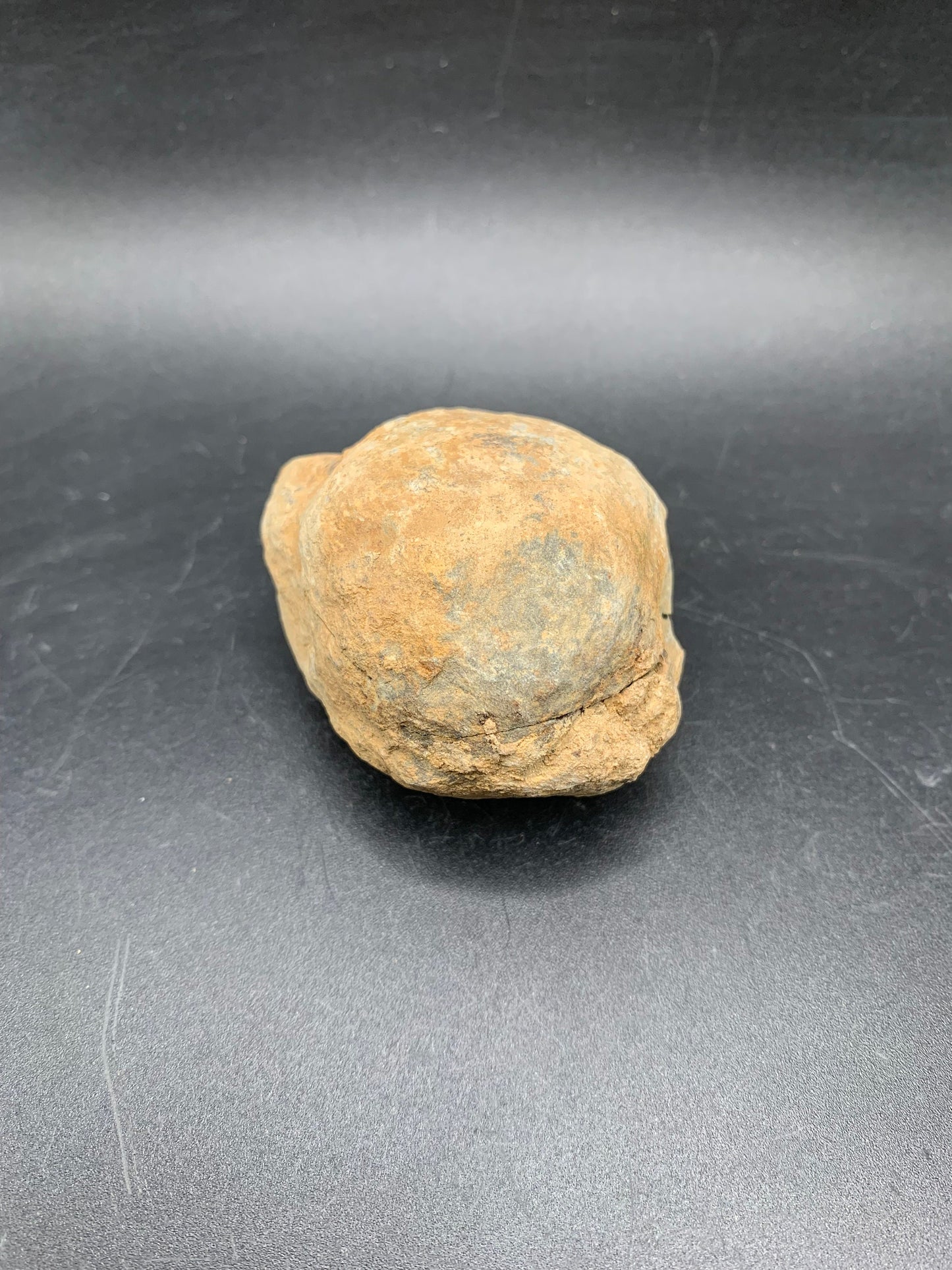 Trilobite in Nodule