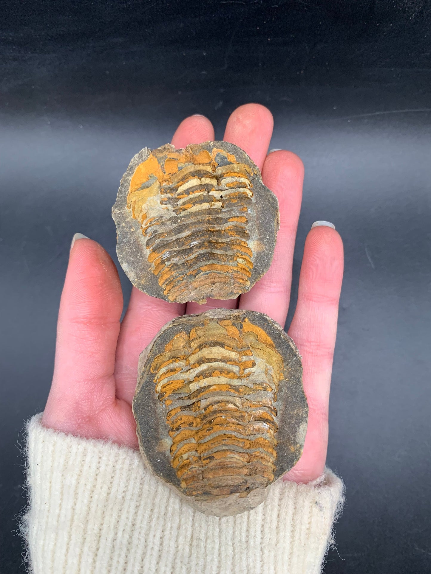 Trilobite in Nodule (Flexicalymene)