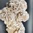 Dreamy Desert Rose