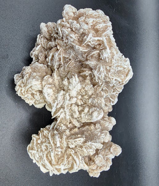 Dreamy Desert Rose