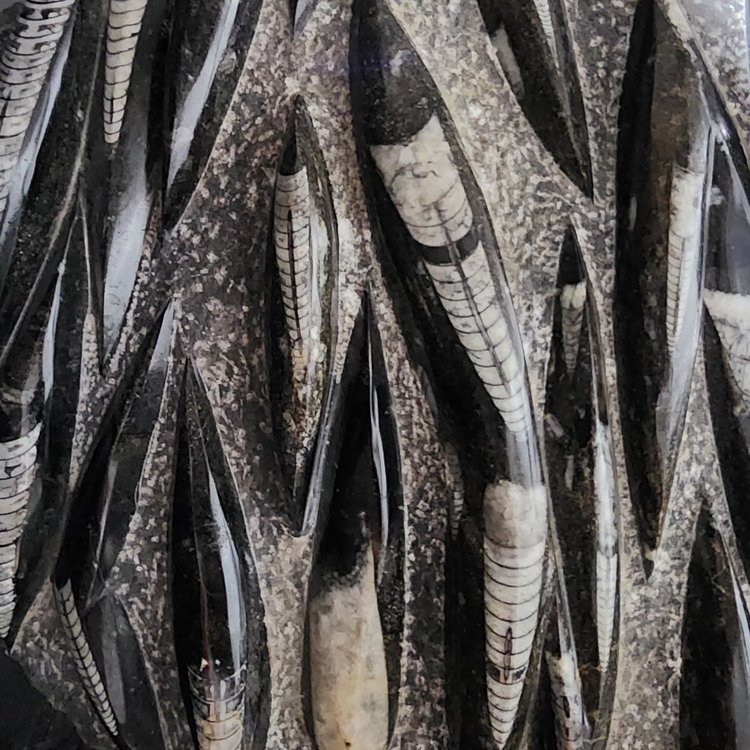 Nautiloids