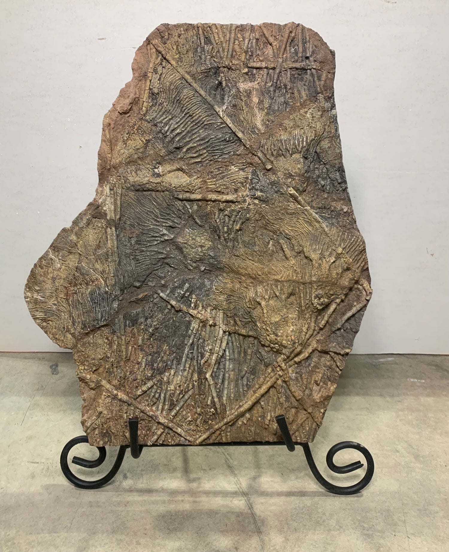 Marine Fossils