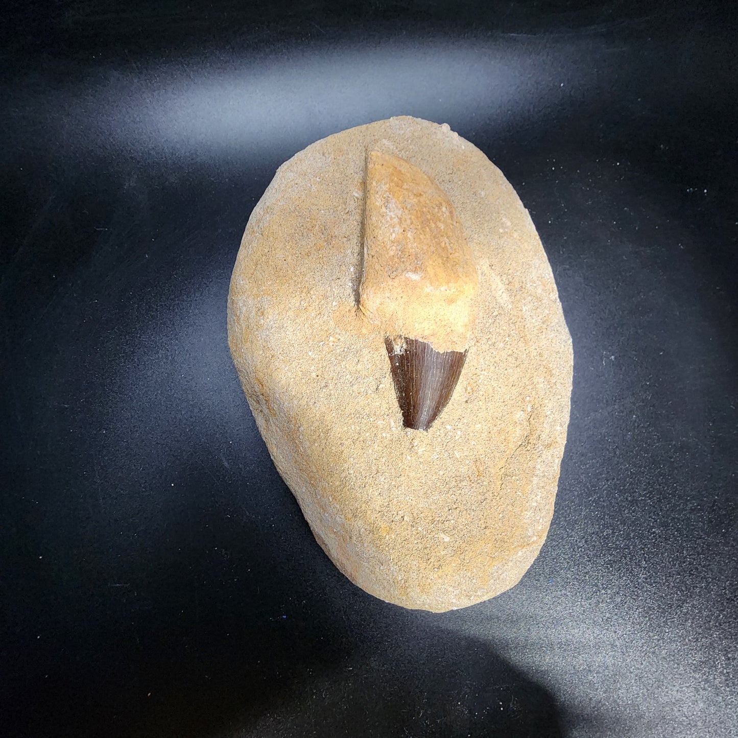 Appealing Mosasaur Tooth