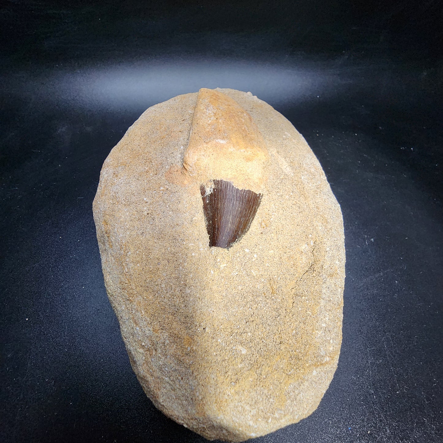 Appealing Mosasaur Tooth