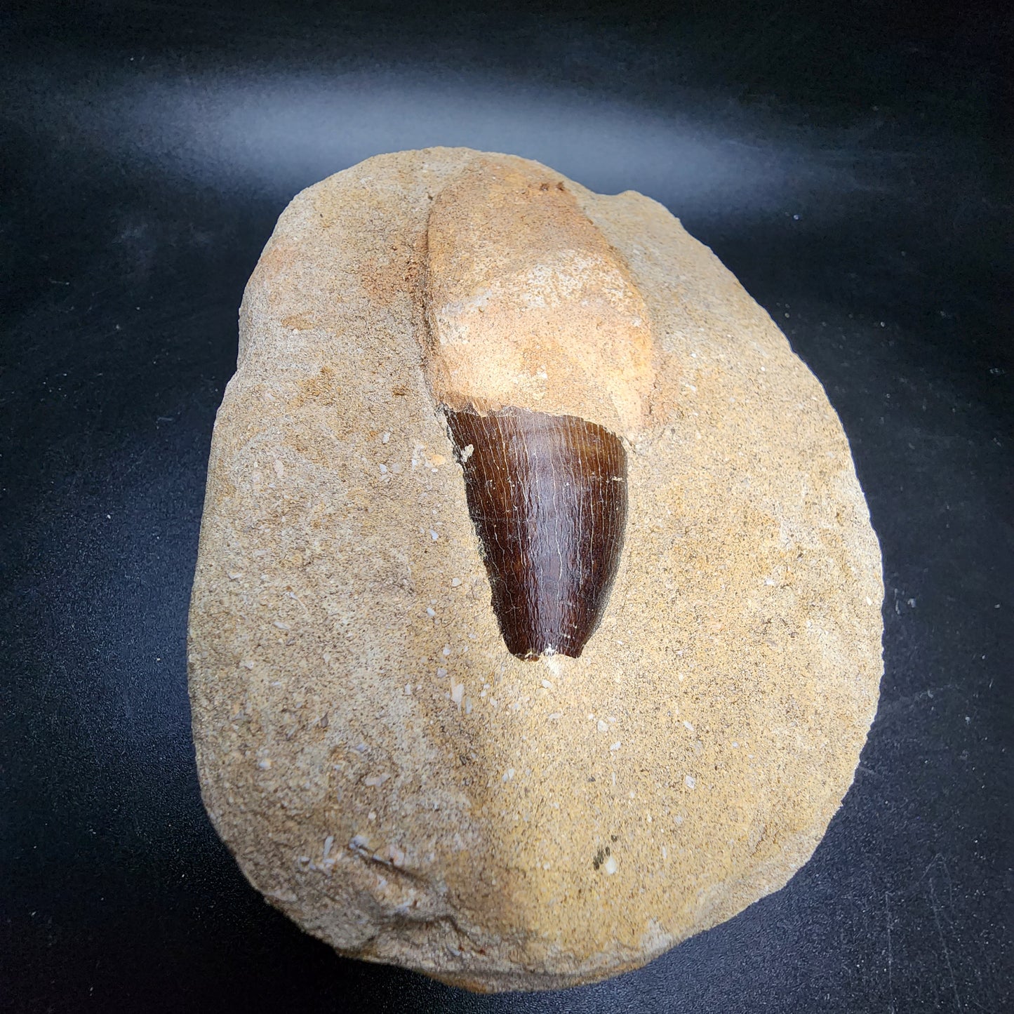 Enticing Mosasaur Tooth