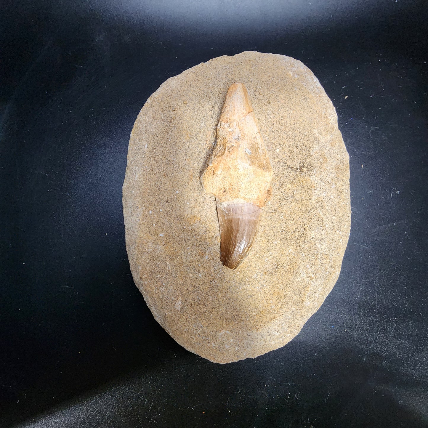 Fascinating Mosasaur Tooth