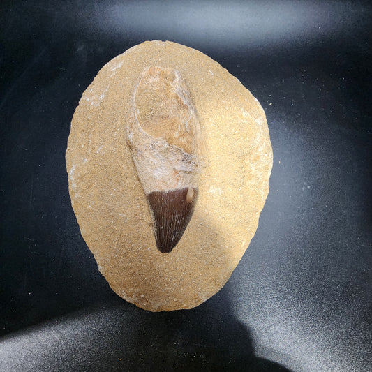 Lovely Mosasaur Tooth