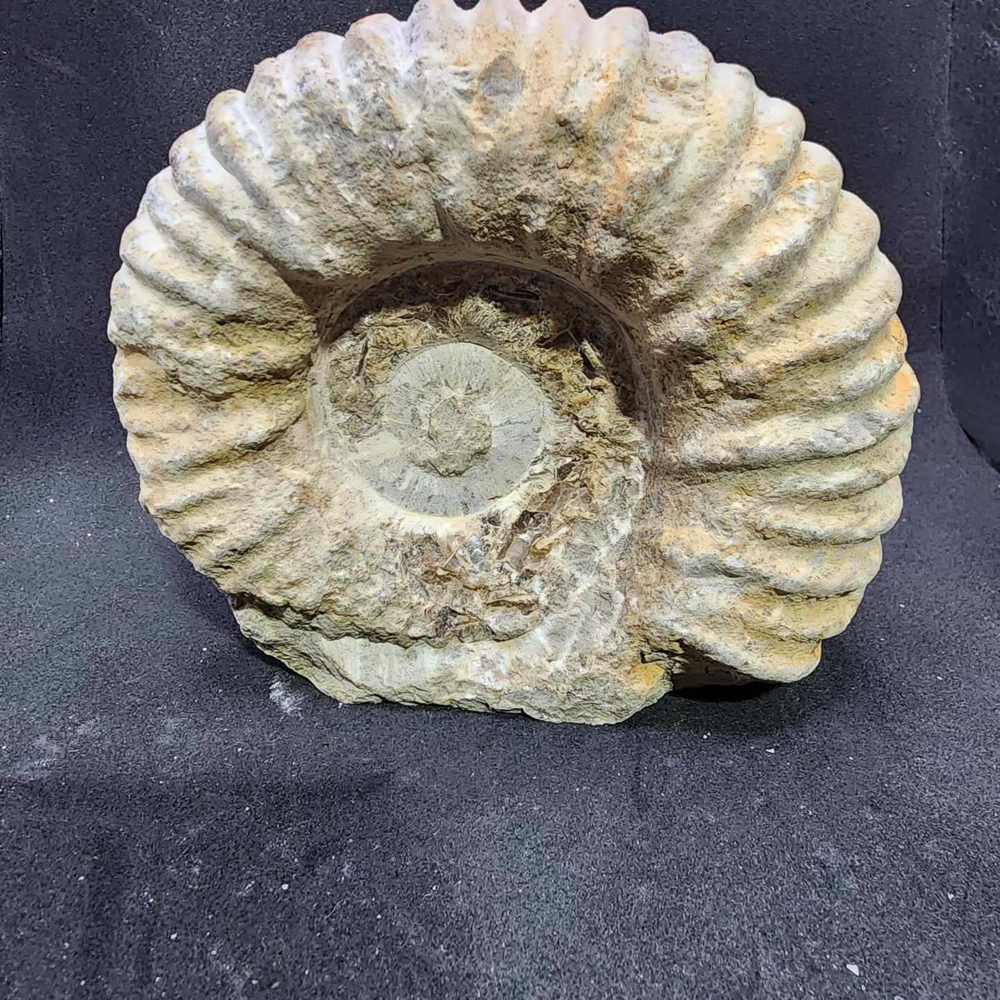 Cut Base Agadir Ammonite