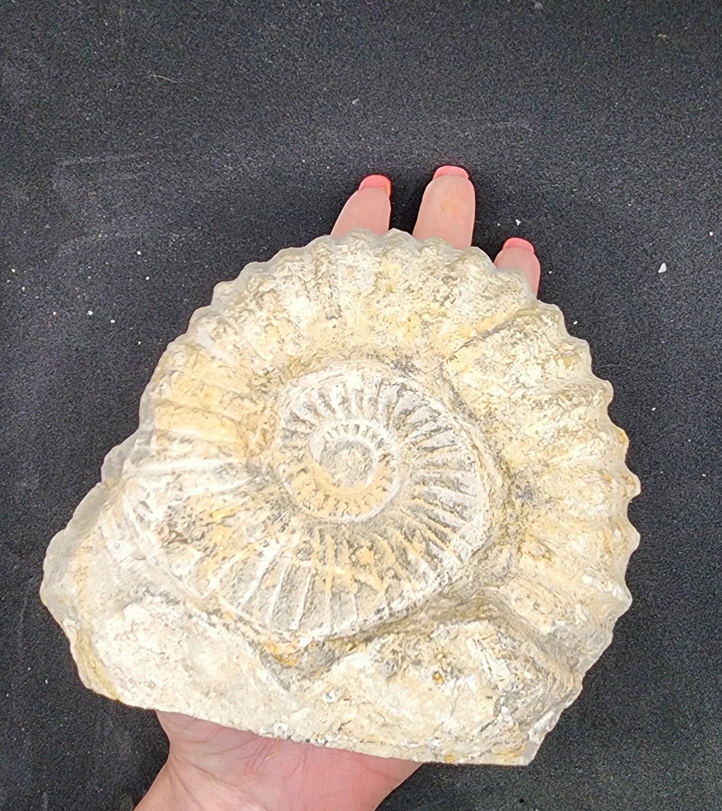 Cut Base Agadir Ammonite