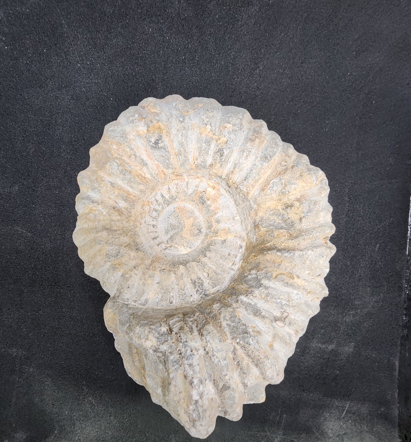 Agidar Ammonites