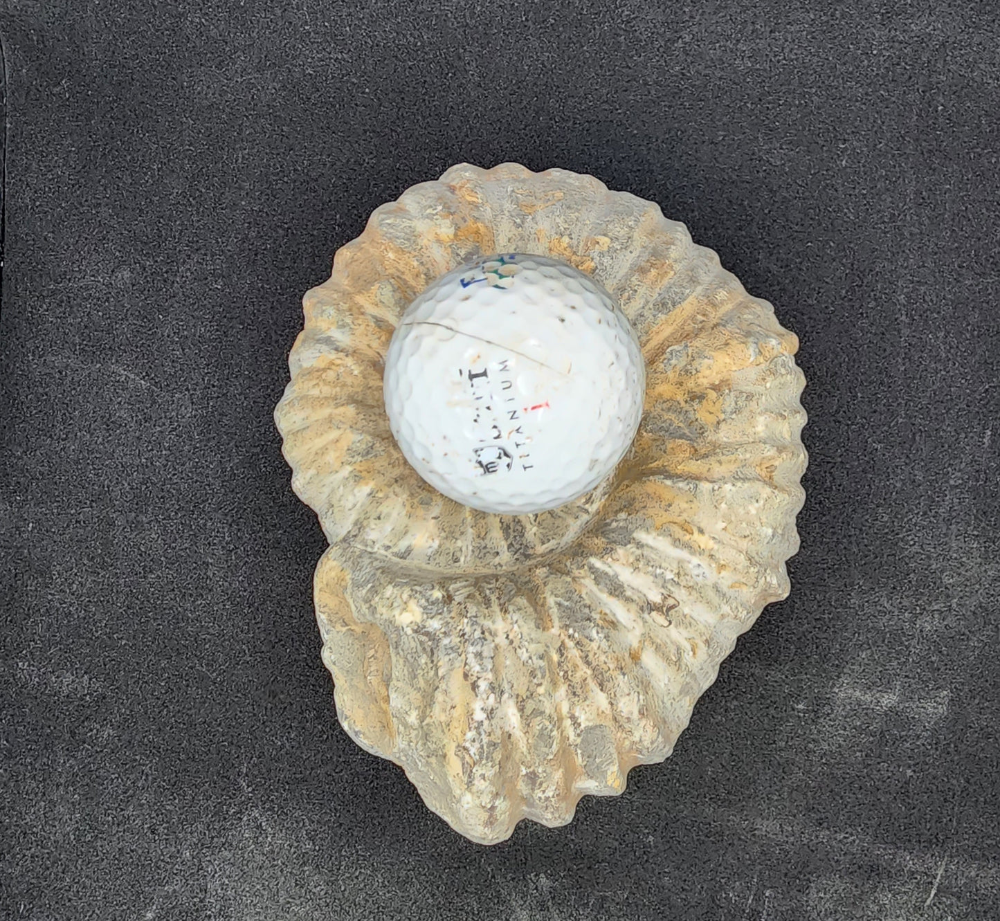 Agidar Ammonites