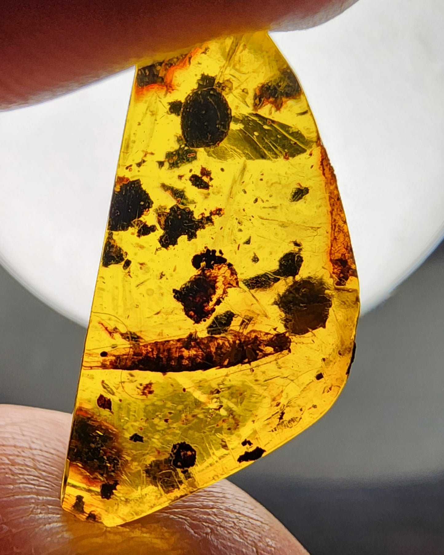 Chiapas Amber with Silverfish