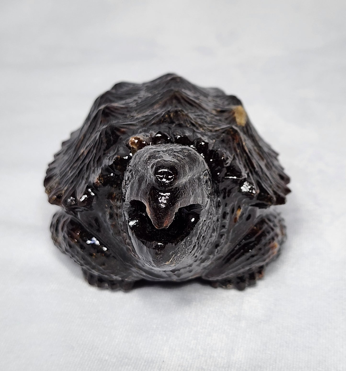 Sumatran Amber Snapping Turtle