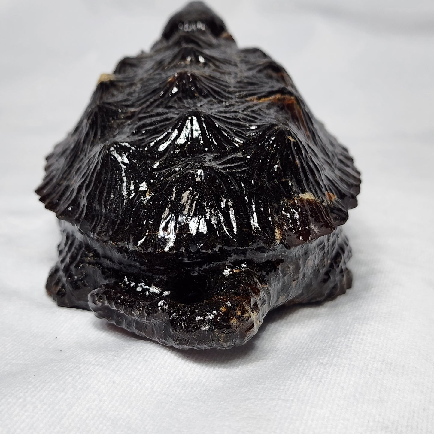 Sumatran Amber Snapping Turtle