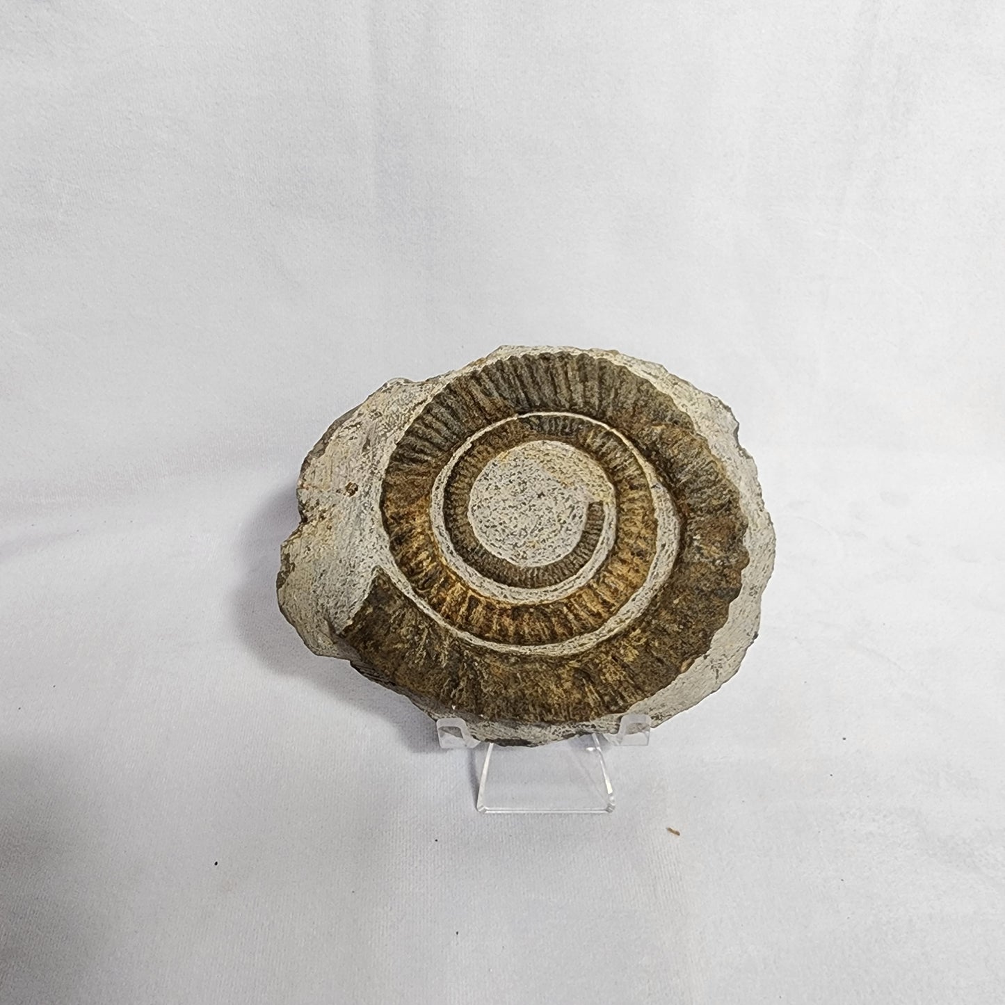 Awesome Anetoceras Ammonite