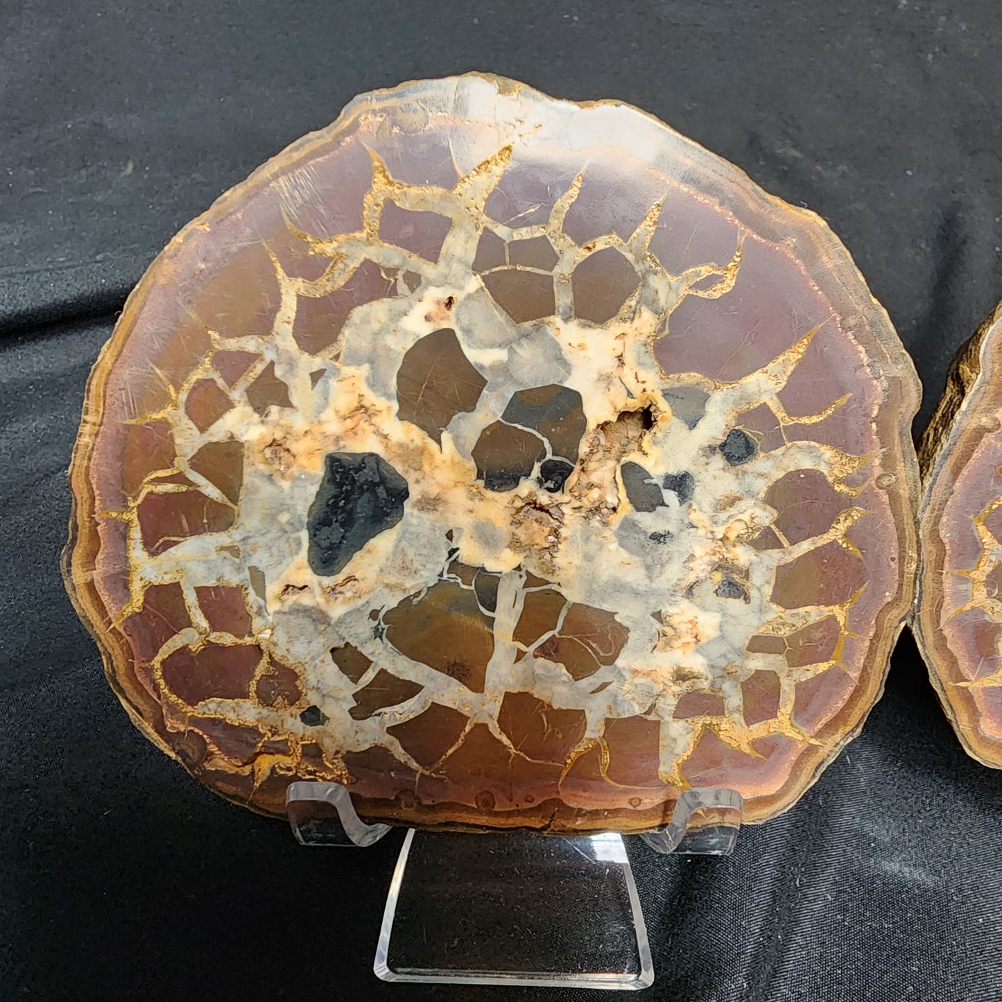 Spectacular Septarian Nodule Pair