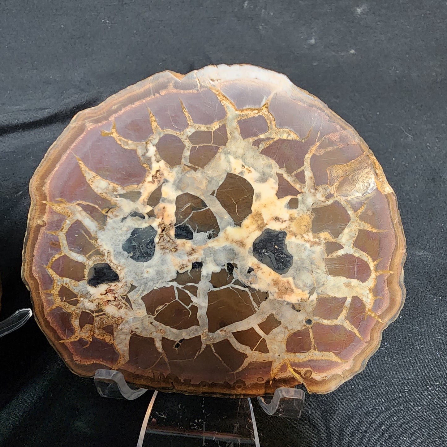 Spectacular Septarian Nodule Pair