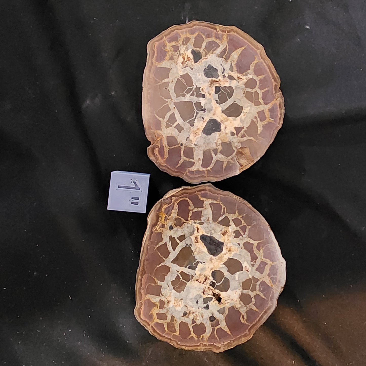 Spectacular Septarian Nodule Pair