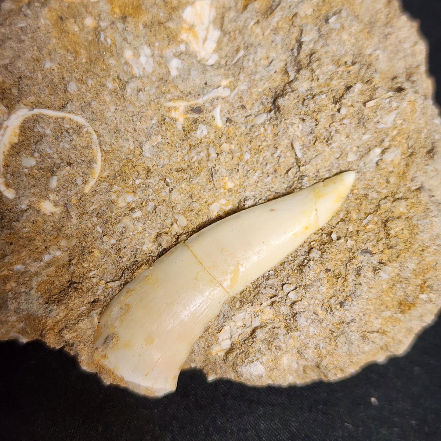 Fish Vertebrae in Matrix