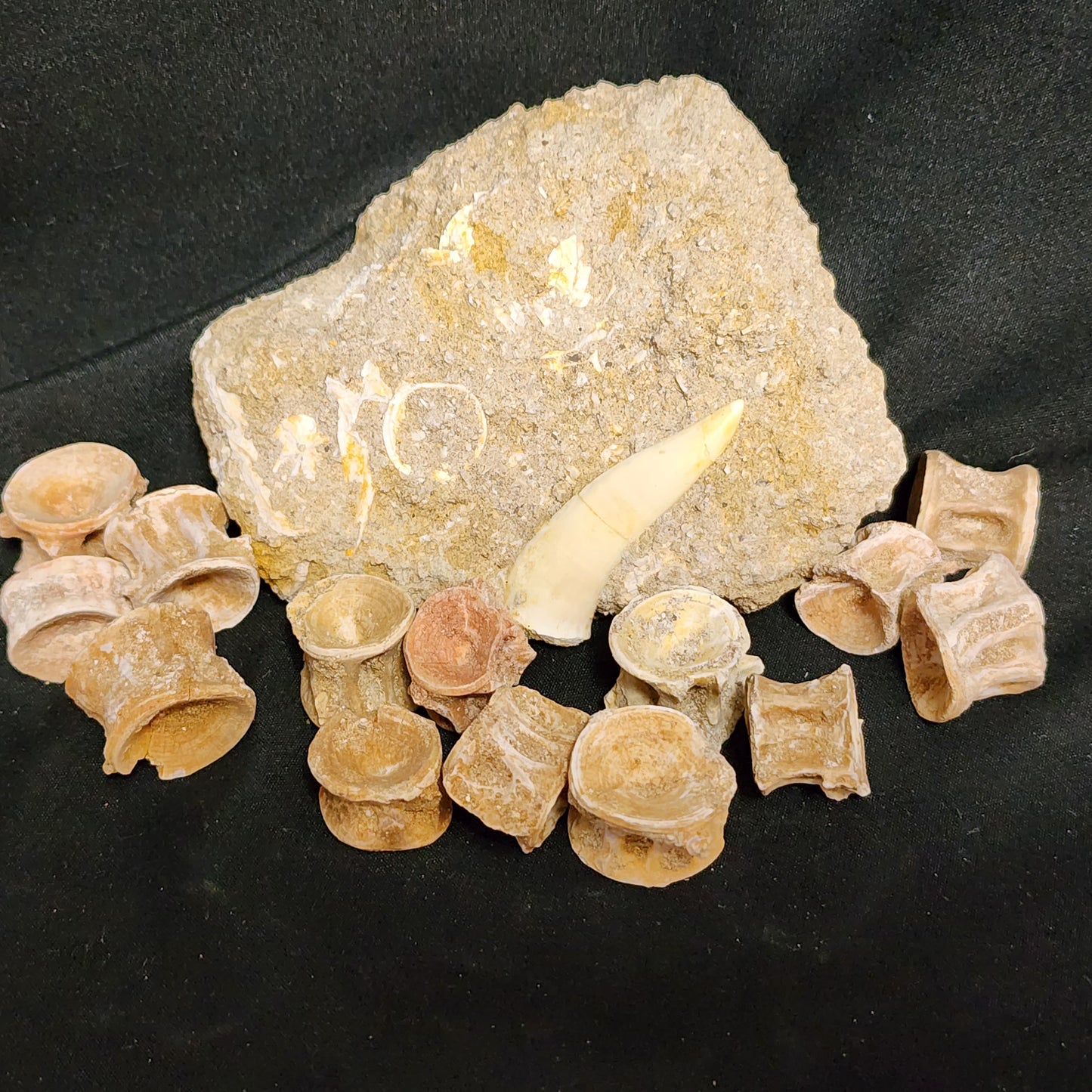 Fish Vertebrae in Matrix