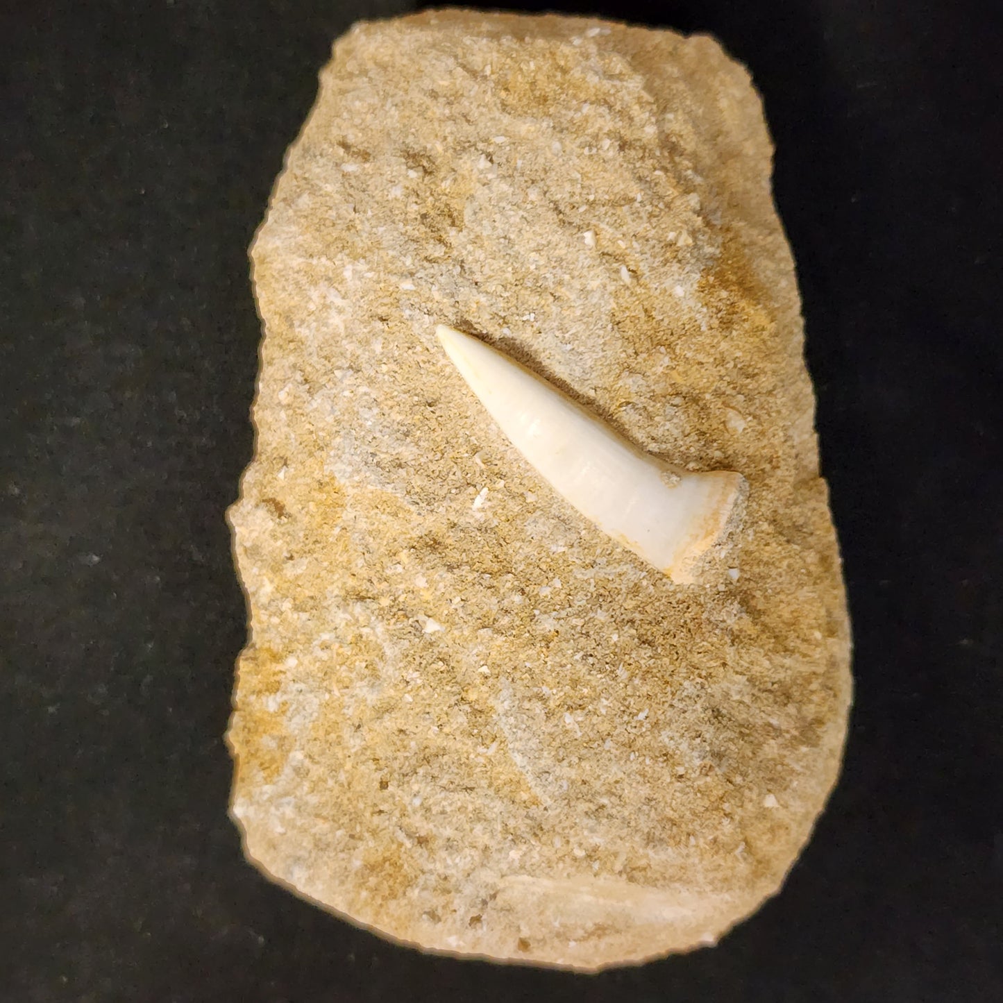 Plesiosaur Tooth in Matrix