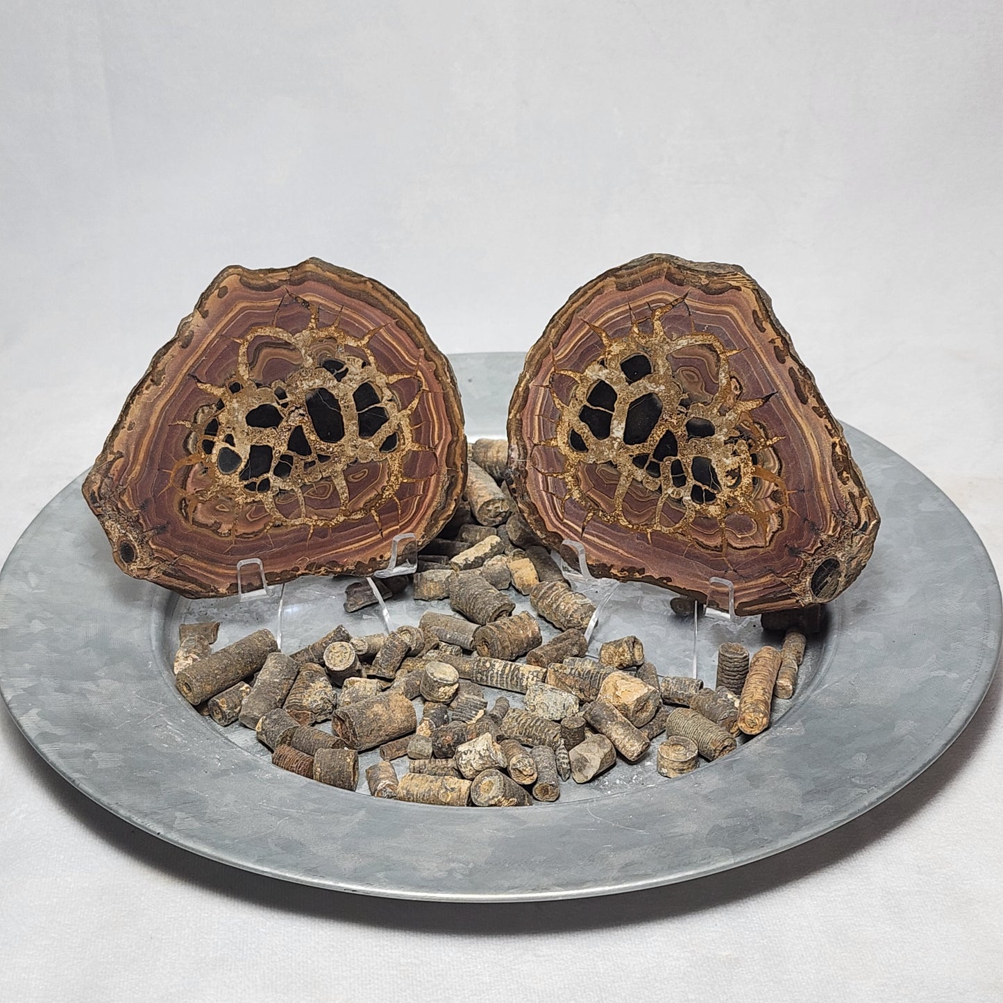 Authentic Septarian Nodule Pair