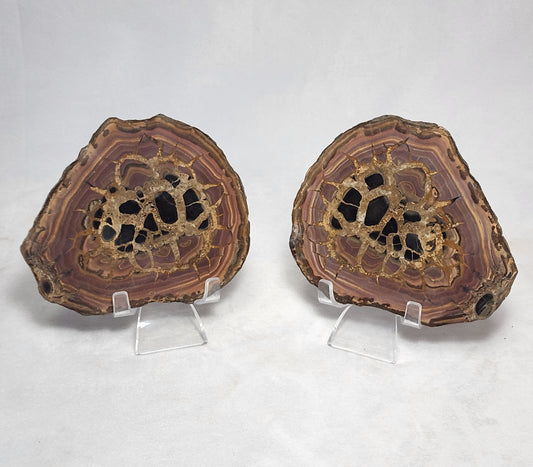 Authentic Septarian Nodule Pair