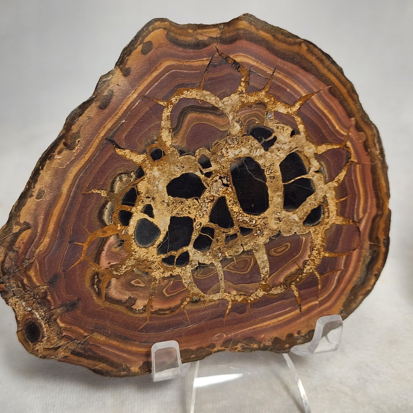 Authentic Septarian Nodule Pair