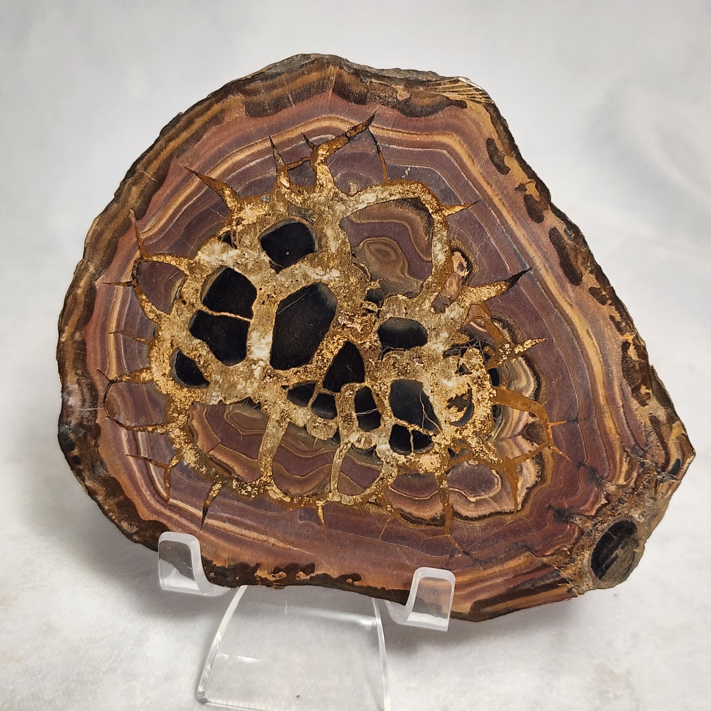 Authentic Septarian Nodule Pair