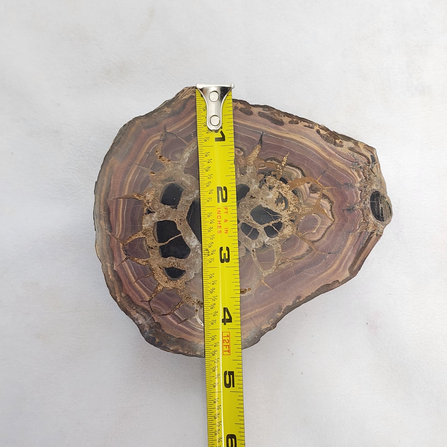 Authentic Septarian Nodule Pair