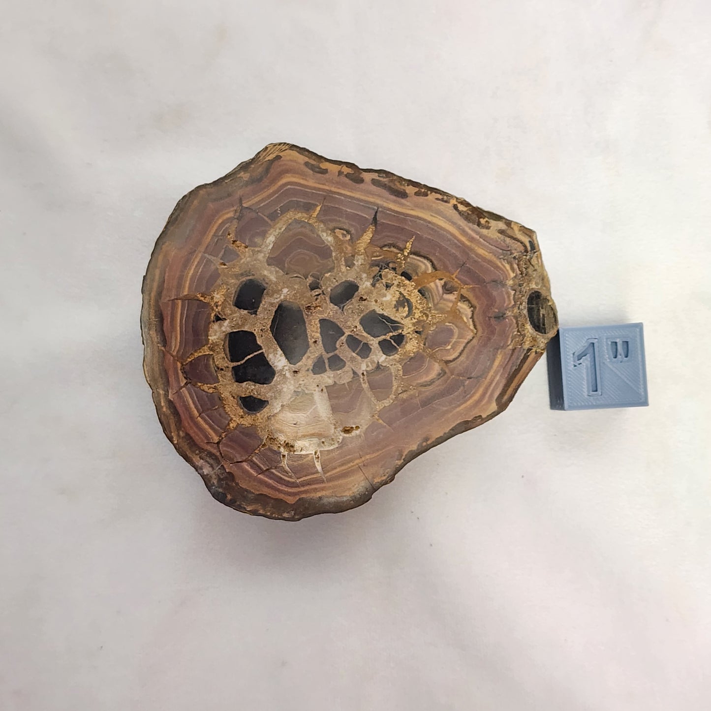 Authentic Septarian Nodule Pair