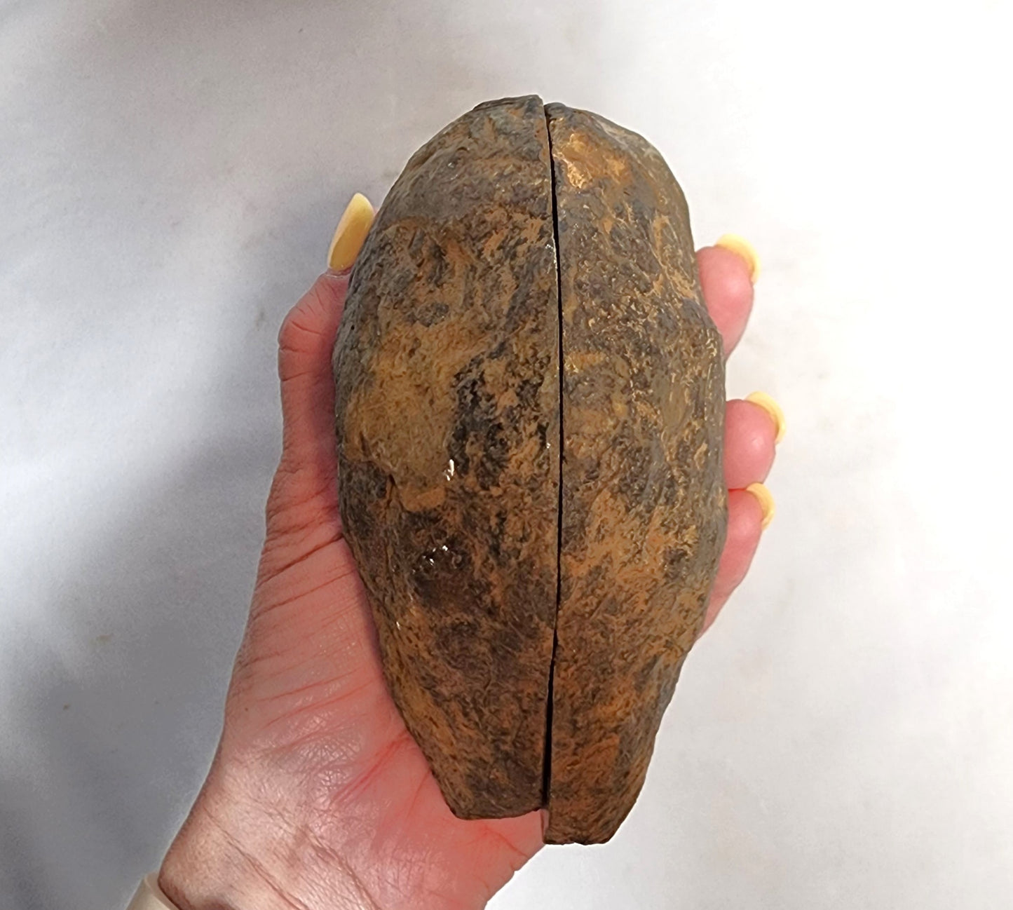 Authentic Septarian Nodule Pair