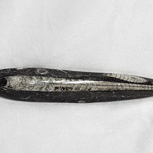 Astonishing Orthoceras Single