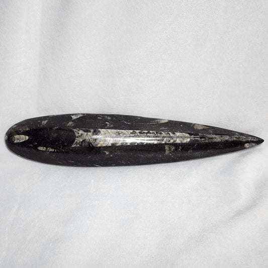 10" Orthoceras Single