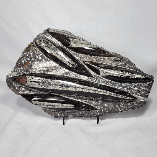 Astonishing Orthoceras Plate