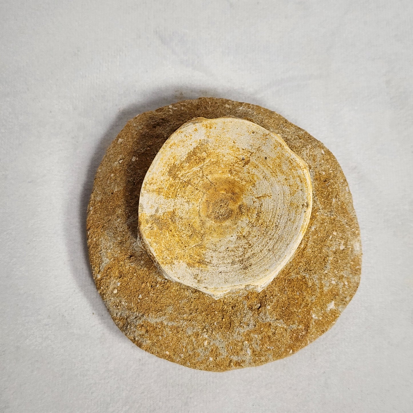 Fossilized Vertebrae from Morocco