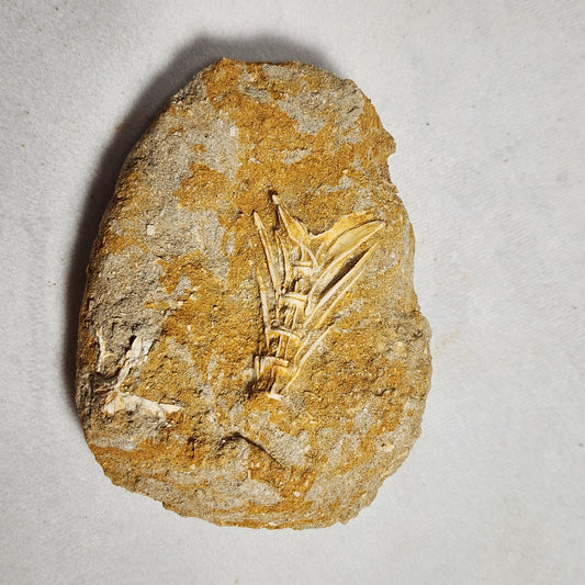 Splendid Saber Toothed Herring Fish Vertebrae