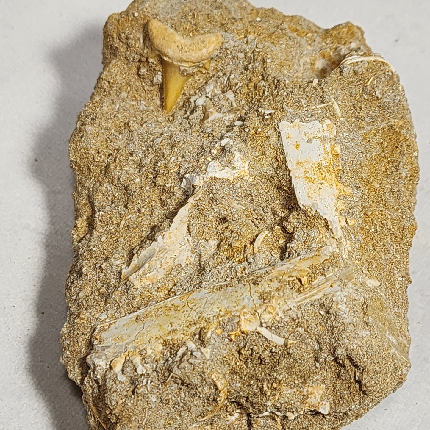 Saber Toothed Herring Fish Jaw in Matrix